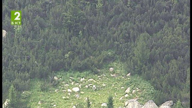 Задържаха бракониери край Разлог