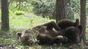 МОСВ разреши отстрелването на мечката-стръвница