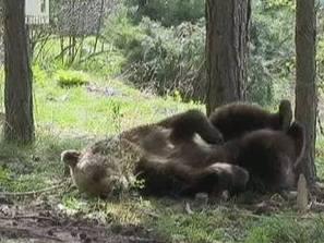 мосв разреши отстрелването мечката стръвница