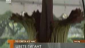 Цвете - гигант