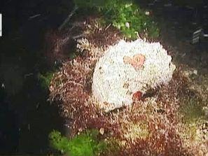 нощно гмуркане сред цъфтящ планктон