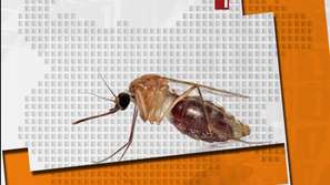 Мерки срещу западнонилска треска