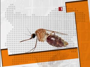 мерки западнонилска треска