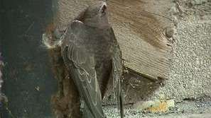 В Русе спасиха бързолет, изпаднал в безпомощно състояние