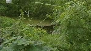 3 смъртни случая в Гърция от западнонилска треска