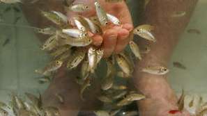 Риби - педикюристи