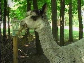 жегите измъчват животните