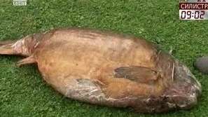 Почина най-големият шаран в света