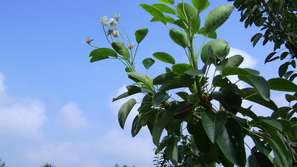 Изход от кризата - по две реколти на сезон