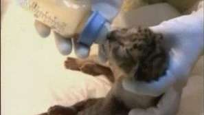 Роди се лайгър