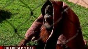 Грижа за човешките родственици