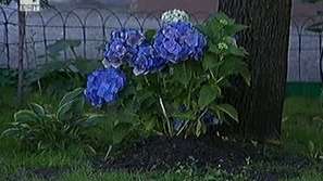 Пари за градинки в София