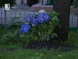 Пари за градинки в София