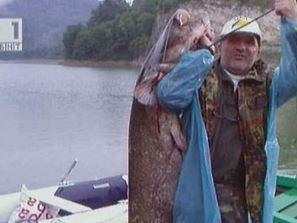 двуметров сом хванаха тича