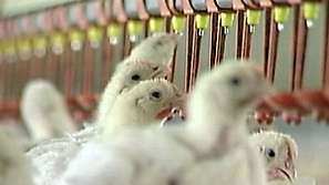 Жена почина от птичи грип в Египет