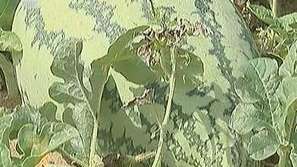 Алтернативно гориво от дини