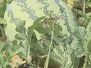 алтернативно гориво дини