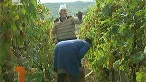 Избите не изкупуват грозде заради свръхпродукция от минали години