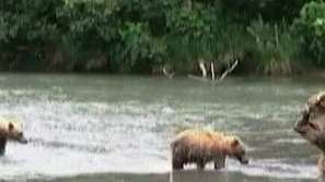 Броят мечките на Камчатка