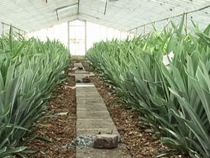 бизнес ананаси азорските острови