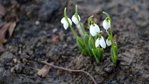 Цъфнаха кокичетата