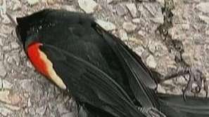 Загадъчна смърт на птици