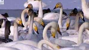 Лебедово езеро в Сибир