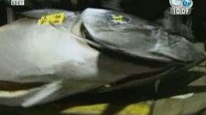 Риба тон - продадена за 300 хиляди евро в Япония