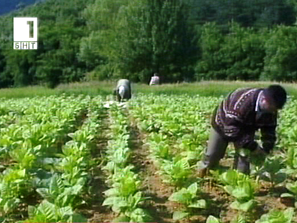 земеделското министерство доплащанията тютюнопроизводителите