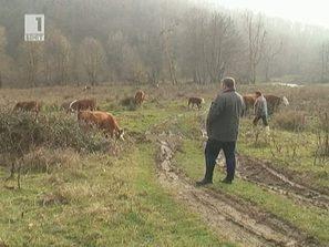забранява свободното движение домашни животни община бургас