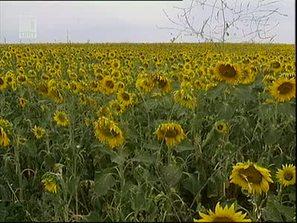 цената олиото скача двойно