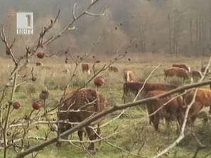 евроексперти пристигат нас заради шапа