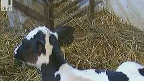 Проблеми с изплащането на субсидиите за производство на краве мляко