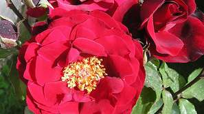 Рози срещу опиума