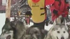 Разследват избиването на стотина кучета хъски в Канада