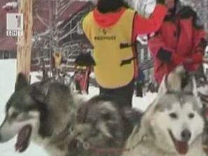 Разследват избиването на стотина кучета хъски в Канада
