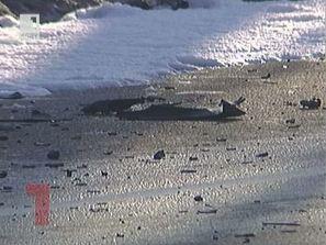 пиян шофьор рани семейство