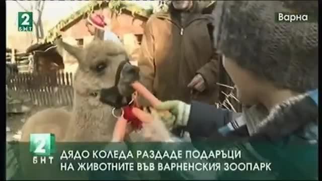 Дядо Коледа раздаде подаръци във варненския зоопарк