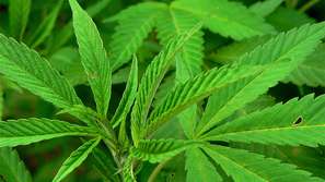 Полицията в Унгария разкри градини с канабис край Будапеща