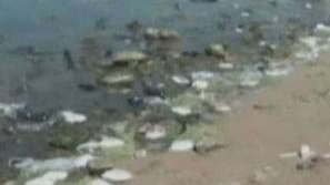 Зелена светлина: Как да вдъхнем нов живот на боклуците?