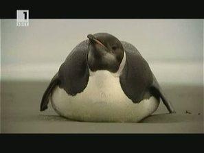 Заблуден пингвин