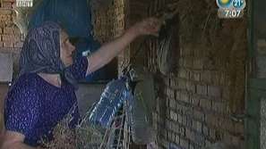 Билките и Еньовден