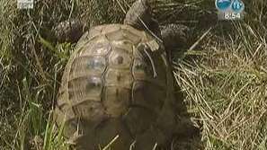 Зелена светлина: Костенруките в България