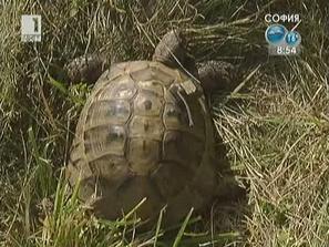 Зелена светлина: Костенруките в България
