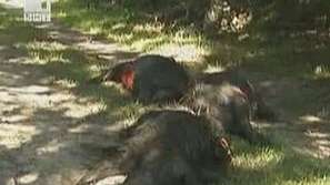 Отровени брегове във Франция