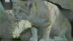 Пясъчно коте се роди в зоопарк в Израел