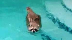 Неканен гост