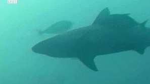 Акули край руския Далечен изток
