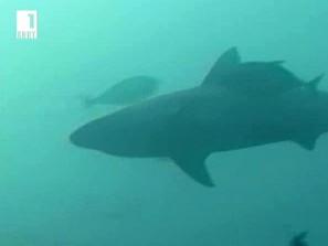 Акули край руския Далечен изток