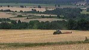 Зелена светлина: Силата на древните зърнени култури